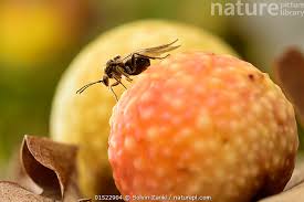 Attēlu rezultāti vaicājumam “Cynips quercusfolii”