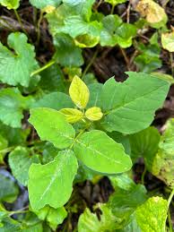 Attēlu rezultāti vaicājumam “Circaea alpina leaf”