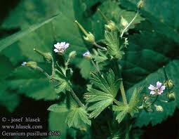 Attēlu rezultāti vaicājumam “Geranium pusillum flower”