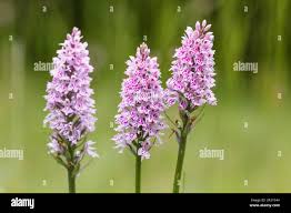 Attēlu rezultāti vaicājumam “Dactylorhiza maculata”