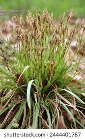 Attēlu rezultāti vaicājumam “Carex digitata flower”
