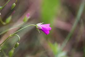 Attēlu rezultāti vaicājumam “Geranium pratense bud”
