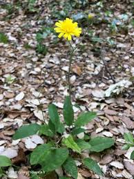 Attēlu rezultāti vaicājumam “Hieracium murorum bud”