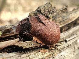 Attēlu rezultāti vaicājumam “Reticularia jurana macro”