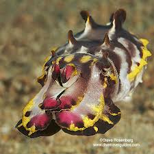 Image result for Gymnothorax moringa