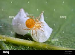Attēlu rezultāti vaicājumam “Phylloneta cocoon”