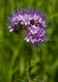 Attēlu rezultāti vaicājumam “Phacelia tanacetifolia leaf”