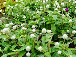 Image result for Kugelamarant