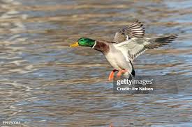 Attēlu rezultāti vaicājumam “Anseriformes”