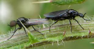 Attēlu rezultāti vaicājumam “Bibionidae”