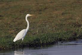 Attēlu rezultāti vaicājumam “Egretta alba adult”