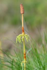 Attēlu rezultāti vaicājumam “Equisetum sylvaticum”