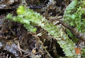 Attēlu rezultāti vaicājumam “Barbilophozia lycopodioides”