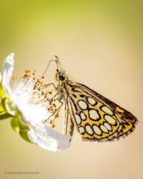 Attēlu rezultāti vaicājumam “Heteropterus morpheus”