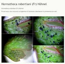 Attēlu rezultāti vaicājumam “Octosporella jungermanniarum”