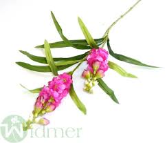 Image result for Levkoje