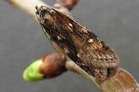 Attēlu rezultāti vaicājumam “Semioscopis oculella”