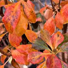 Attēlu rezultāti vaicājumam “Enkianthus campanulatus”