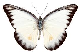 Attēlu rezultāti vaicājumam “Pieridae”