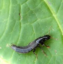 Attēlu rezultāti vaicājumam “Quedius dilatatus”