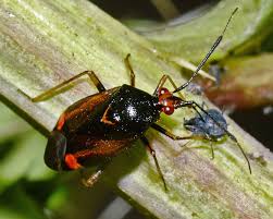 Attēlu rezultāti vaicājumam “Deraeocoris ruber imago”