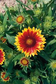 Image result for Gaillardia
