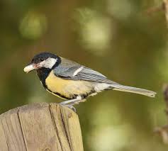 Attēlu rezultāti vaicājumam “Aphelia paleana”