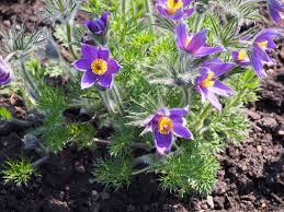 Attēlu rezultāti vaicājumam “Pulsatilla vulgaris”