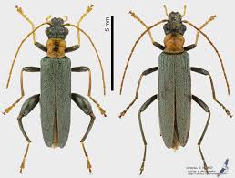 Attēlu rezultāti vaicājumam “Oedemera croceicollis”