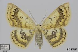Attēlu rezultāti vaicājumam “Cyclophora annularia”