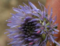 Attēlu rezultāti vaicājumam “Jasione montana”