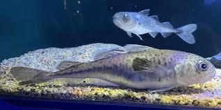 Image result for Boreogadus saida