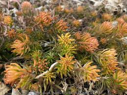 Attēlu rezultāti vaicājumam “Sedum rupestre leaf”