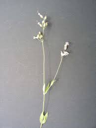 Attēlu rezultāti vaicājumam “Silene tatarica bud”