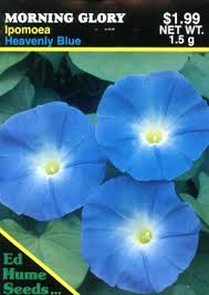 Image result for Ipomoea Heavenly Blue
