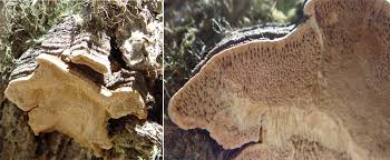 Attēlu rezultāti vaicājumam “Phellinus pini”