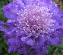 Image result for Scabiosa col.`Butterfly Blue`