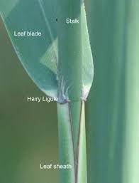 Attēlu rezultāti vaicājumam “Phragmites communis leaf”