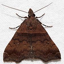 Attēlu rezultāti vaicājumam “Paracorymbia maculicornis imago”