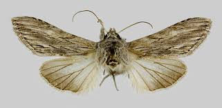 Attēlu rezultāti vaicājumam “Cucullia fraudatrix”