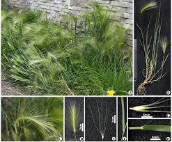 Attēlu rezultāti vaicājumam “Hordeum jubatum”