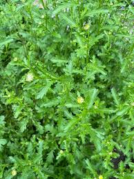 Attēlu rezultāti vaicājumam “Leucanthemum vulgare leaf”