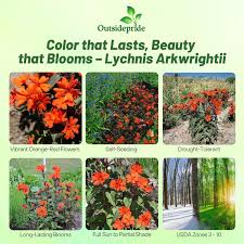 Attēlu rezultāti vaicājumam “Silene x arkwrightii Vesuvius flower”