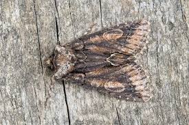 Attēlu rezultāti vaicājumam “Allophyes oxyacanthae”