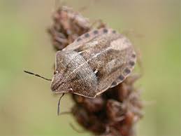 Attēlu rezultāti vaicājumam “Eurygaster testudinaria nymph”