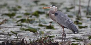 Image result for heron
