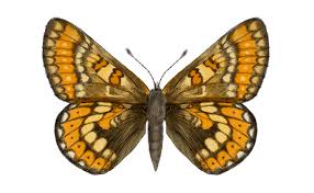 Attēlu rezultāti vaicājumam “Euphydrias aurinia”