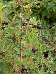 Attēlu rezultāti vaicājumam “Rosa glabrifolia”
