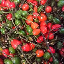 Image result for Cyprinus chilia