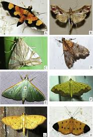Attēlu rezultāti vaicājumam “Crambidae”